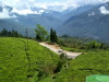 temi-tea_garden