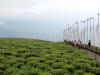 temi_tea_garden