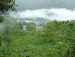 around tinchuley near darjeeling
