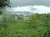 around tinchuley near darjeeling