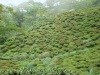 tea gardens around teenchuley
