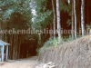 tinchulay forest near darjeeling
