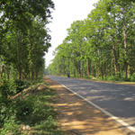 Joypur forest