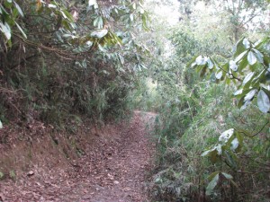 Barsey Rhododendron trek trail