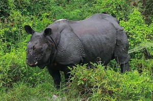 Rhino at Jaldapara