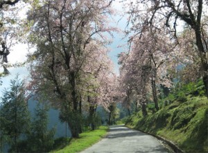 Temi Tea Garden