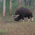 Bison at Betla Forest 
