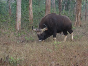 Bison at Betla Forest