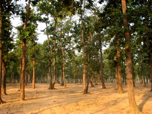 Sonajhuri, Santiniketan