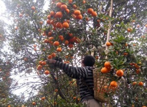 Orange Picking in Sitong