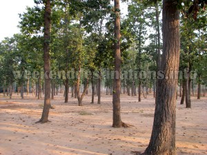 Sonajhuri forest