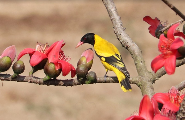 Bird watching at Haringhata