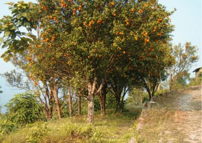orange tree ar Parmaguri