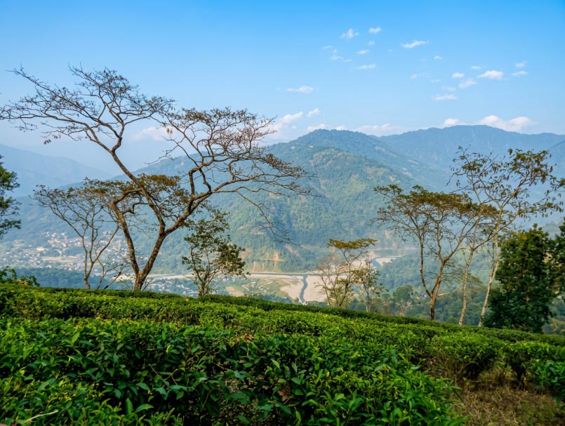 Netaji Subhas Chandra Bose Museum
