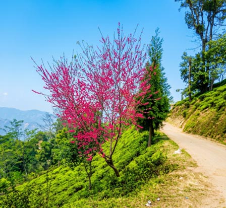 Kanchenjungha from Aritar Top